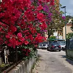 Ciruzzo 4*